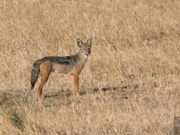 Bologonja_Seronera2009-22